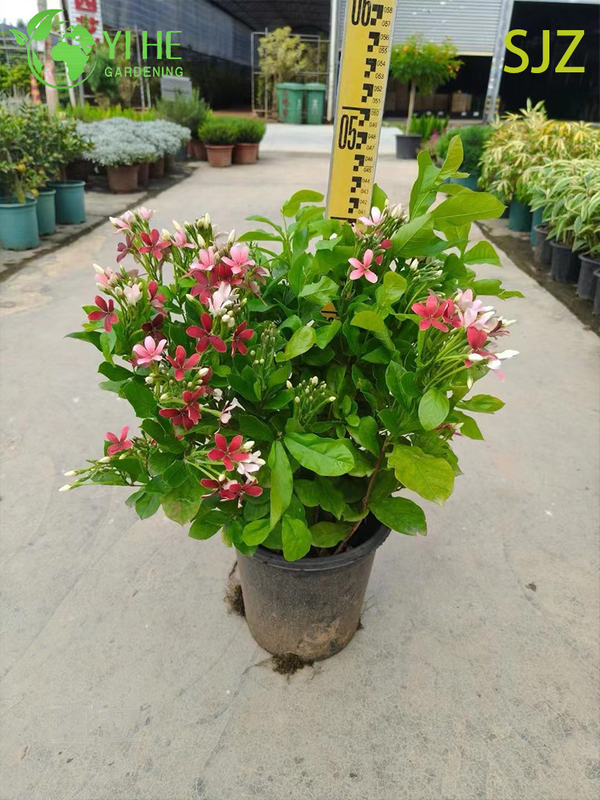 Wholesale Garcinia subelliptica Rangoon Creeper Live Fragrant Flowering Vine Plant Bonsai