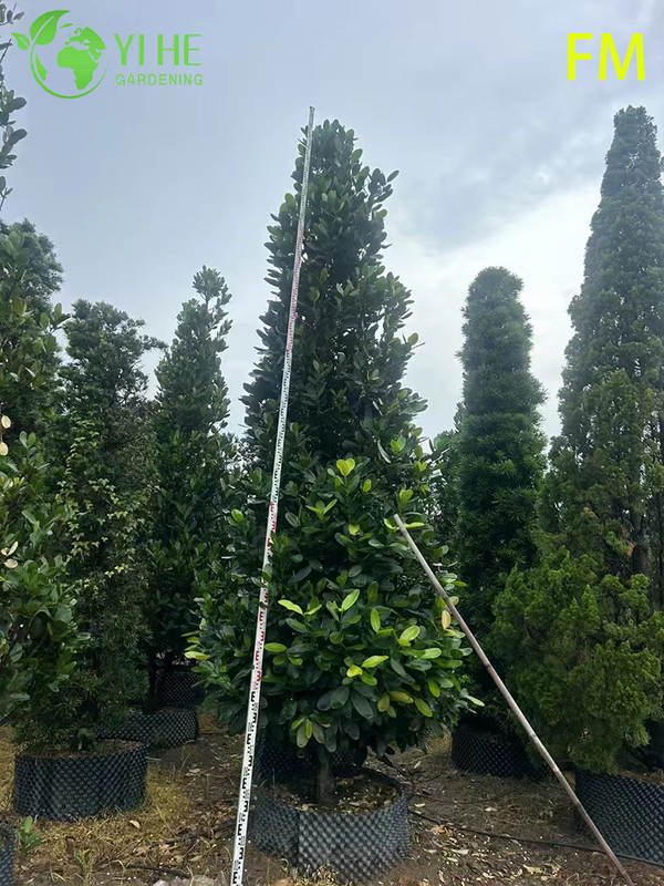Wholesale Upright Fukugi Tree Live Plant for Ornamental Landscape Hedging Bonsai