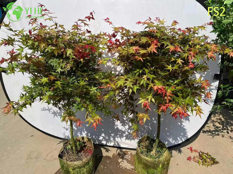 Weeping Green Laceleaf Maple Tree for Ornamental Landscaping Bonsai