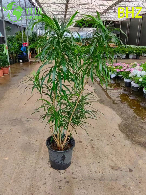 Lush Variegated Song of India Dracaena Live Indoor Houseplant Bonsai