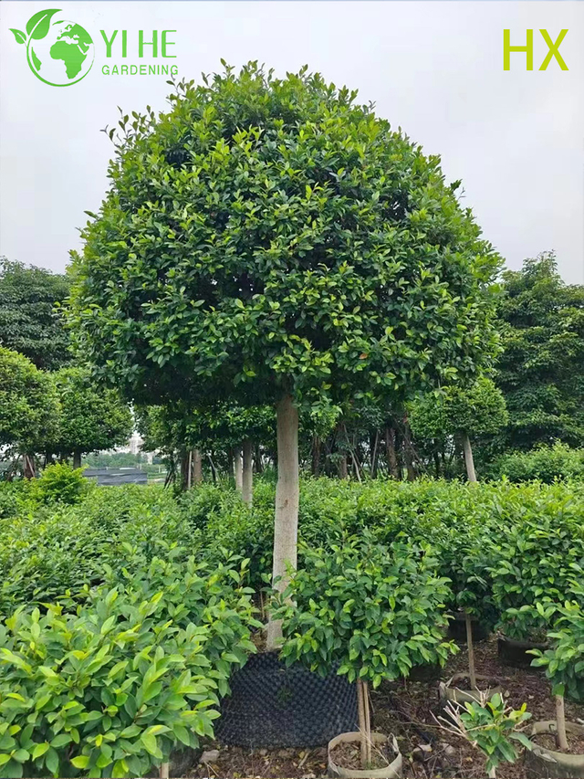 Wholesale Live Michelia Figo Banana Shrub for Fragrant Garden Hedging Bonsai