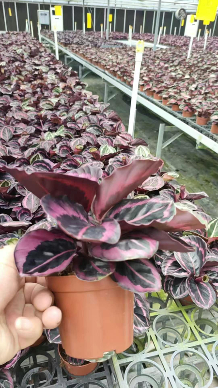 Calathea 'Red Fusion'