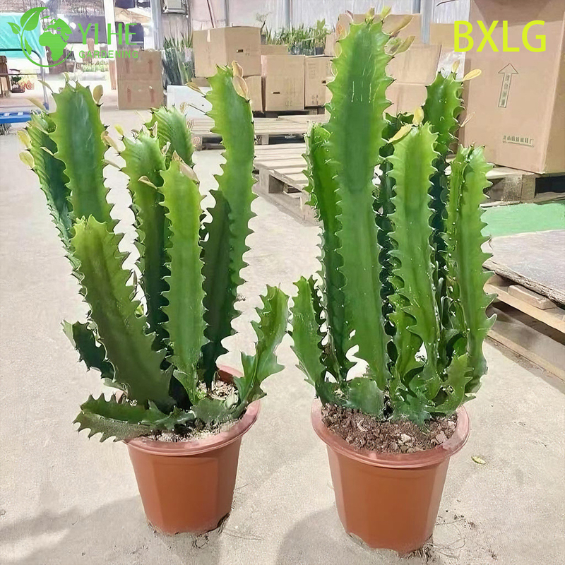 Live Tall Upright African Milk Tree An Architectural Euphorbia Plant Bonsai