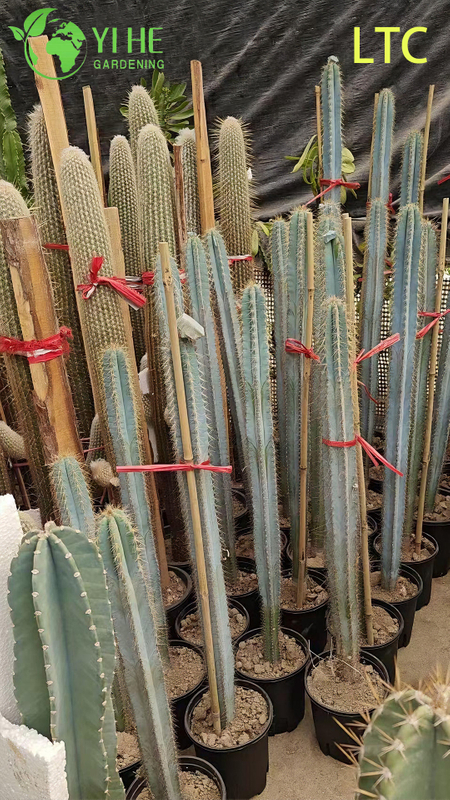 Live Dragon Fruit Cactus Plant A Fruit-Bearing Hylocereus Undatus