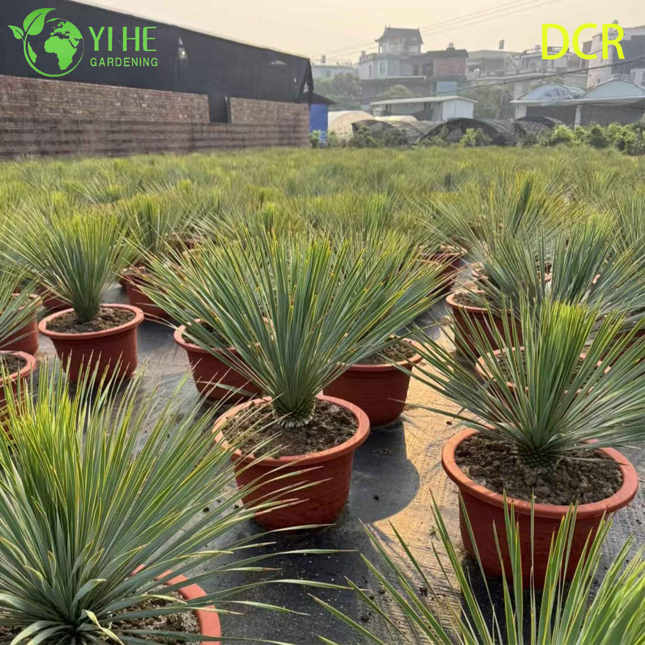 Live Beaked Yucca A Cold Hardy Drought-Tolerant Outdoor Plant Bonsai