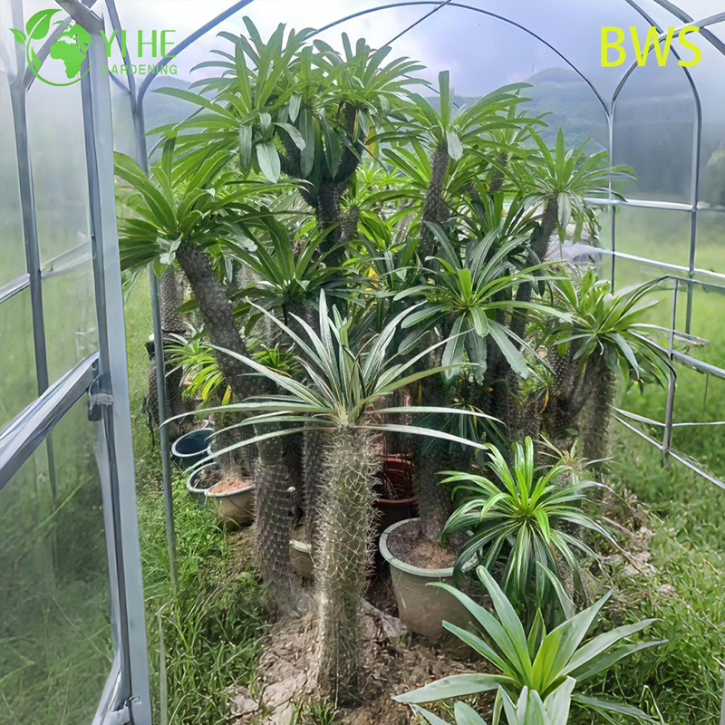 Live Madagascar Palm A Tall Spiny Trunk Pachypodium Succulent Bonsai