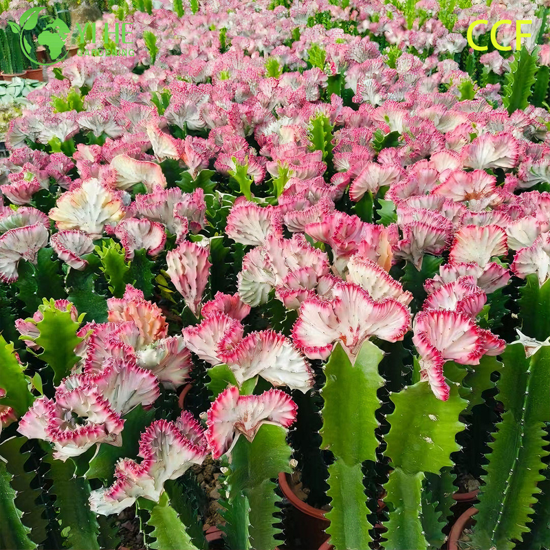 Live Coral Cactus a Grafted Wavy Crested Euphorbia Lactea Bonsai