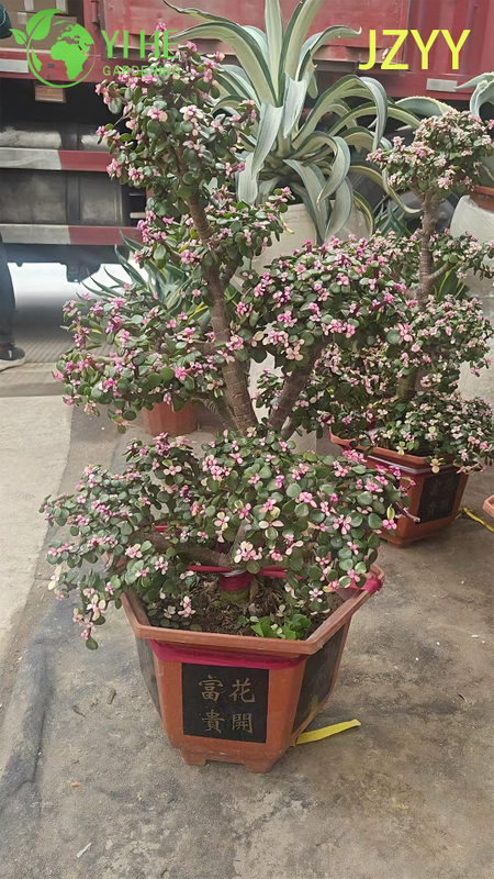 Live Rainbow Elephant Bush A Pink Tricolor Variegated Succulent Bonsai
