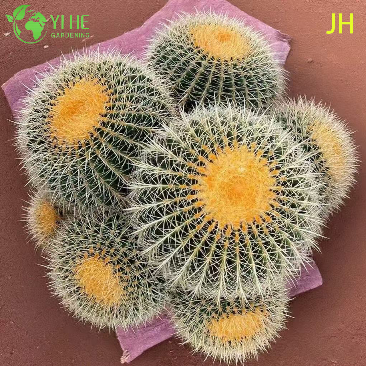 Live Golden Barrel Cactus A Large Round Spiny Yellow Succulent Bonsai