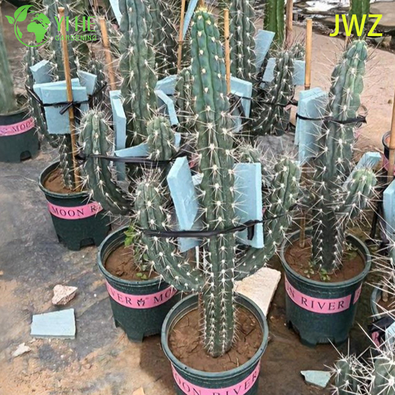 Live Mexican Fence Post Cactus A Tall Columnar Ribbed Succulent