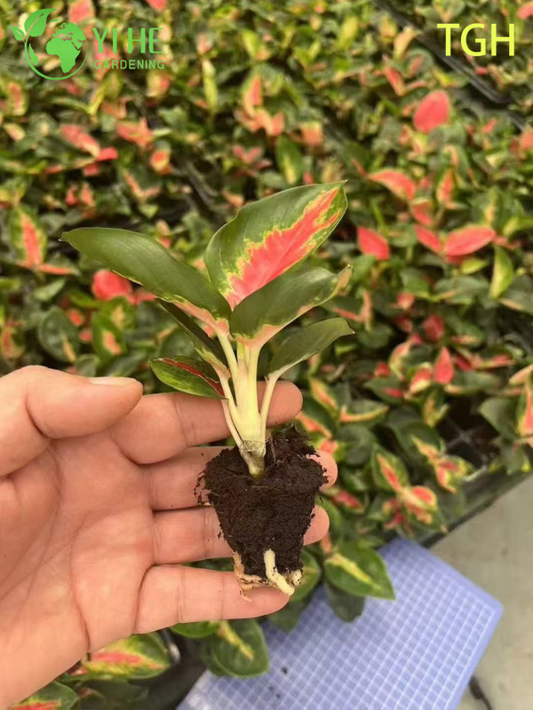 Aglaonema Thailand Red A Live Chinese Evergreen Houseplant Seedlings