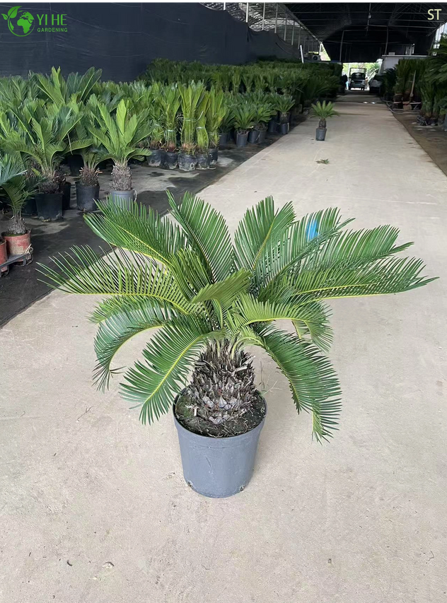 Cycas Bonsai