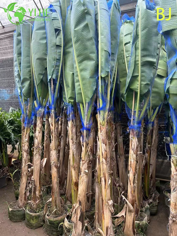 Wholesale Large Leaf Tropical Banana Plant for Garden Landscape Decor Bonsai