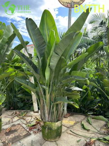 Wholesale Giant White Bird of Paradise for Indoor Outdoor Landscaping Bonsai