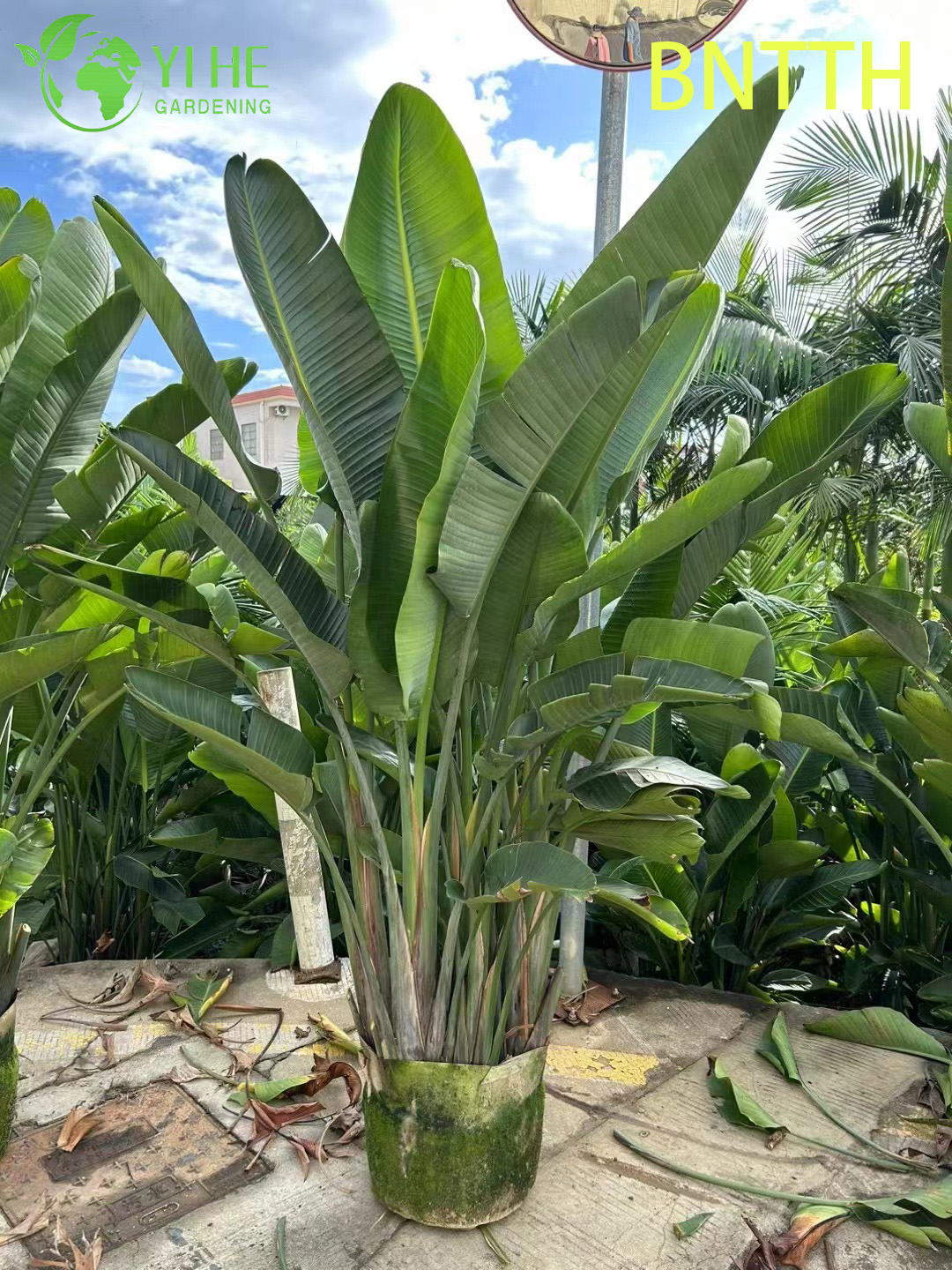 Wholesale Giant White Bird of Paradise for Indoor Outdoor Landscaping Bonsai