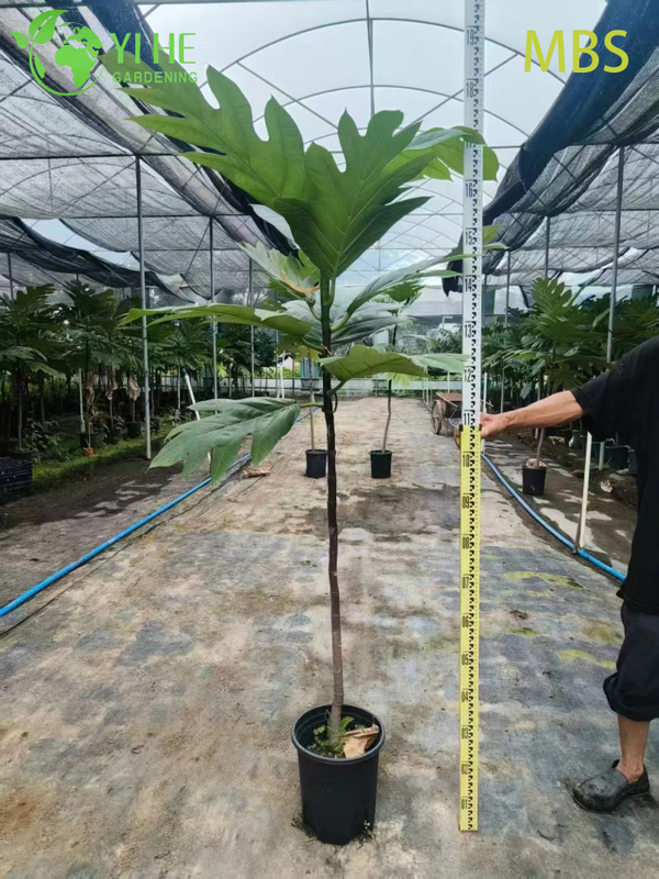 Wholesale Live Breadfruit Tree Artocarpus Edible Tropical Plant Bonsai