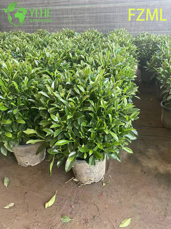 Wholesale Live Radermachera Sinica China Doll Plant for Indoor Landscaping Bonsai