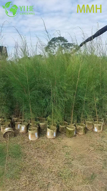 Wholesale Casuarina Globe Topiary Ball Live Landscaping Plant Bonsai