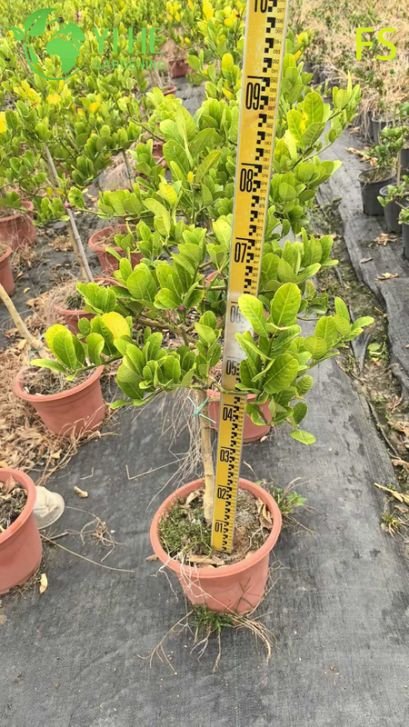Aromatic Fingered Citron Buddha's Hand Live Tree for Export Bonsai