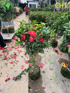 Wholesale Live Red Flowering Camellia Japonica Ornamental Shrub Bonsai