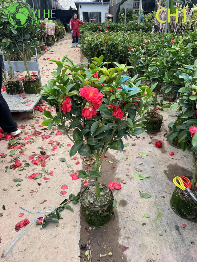 Wholesale Live Red Flowering Camellia Japonica Ornamental Shrub Bonsai