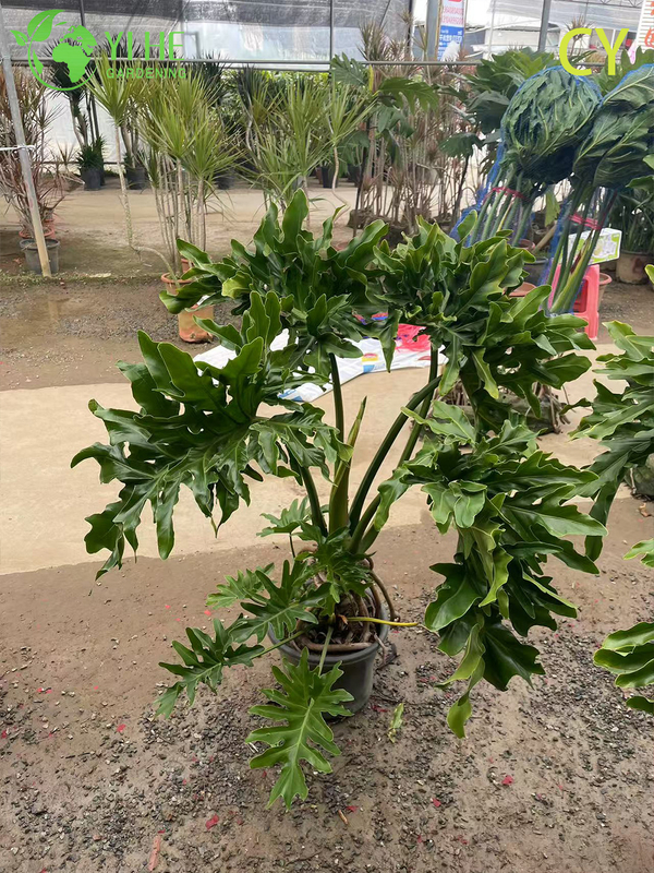 Lush Tropical Wholesale Hope Plant Thaumatophyllum Bipinnatifidum Bonsai
