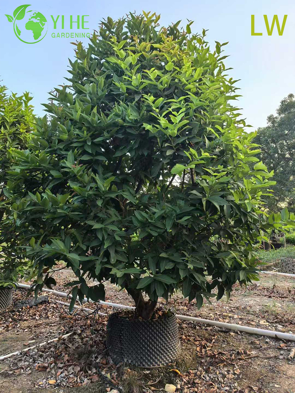 Fresh Wax Apple Tree with Crisp Bell-Shaped Edible Fruits Syzygium samarangense Bonsai
