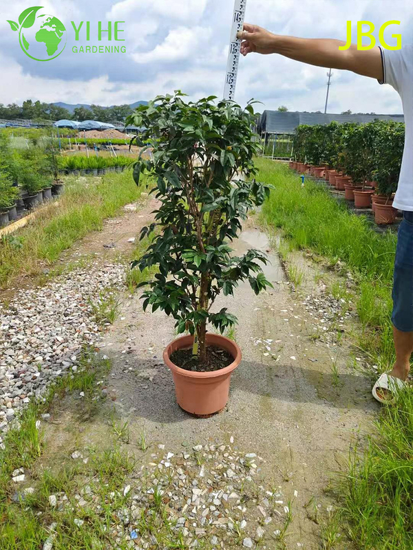 Lush Evergreen Jabuticaba Tree with Grape-like Edible Fruits Bonsai
