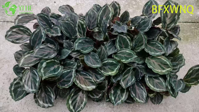 Wholesale Calathea Medallion Live Prayer Plant Starter Plug Seedlings