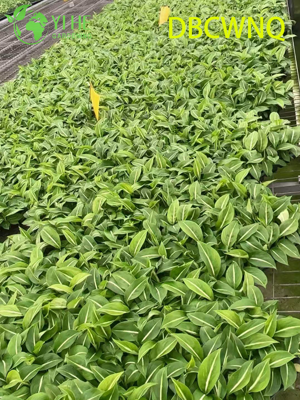 Wholesale Dieffenbachia White Flame Live Dumb Cane Starter Plug Seedlings