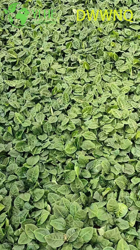 Wholesale Dieffenbachia Reflector Variegated Dumb Cane Starter Plant Seedlings