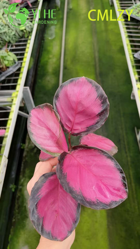 Wholesale Calathea Rosey Pink Live Prayer Plant Starter Plug Seedlings