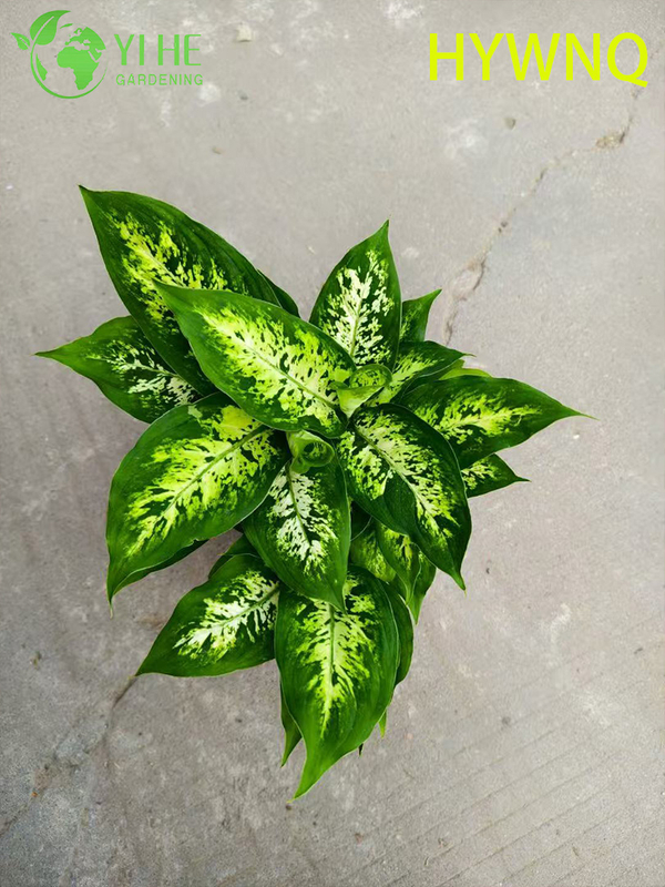 Wholesale Dieffenbachia Tropic Snow Live Dumb Cane Starter Plant Seedlings