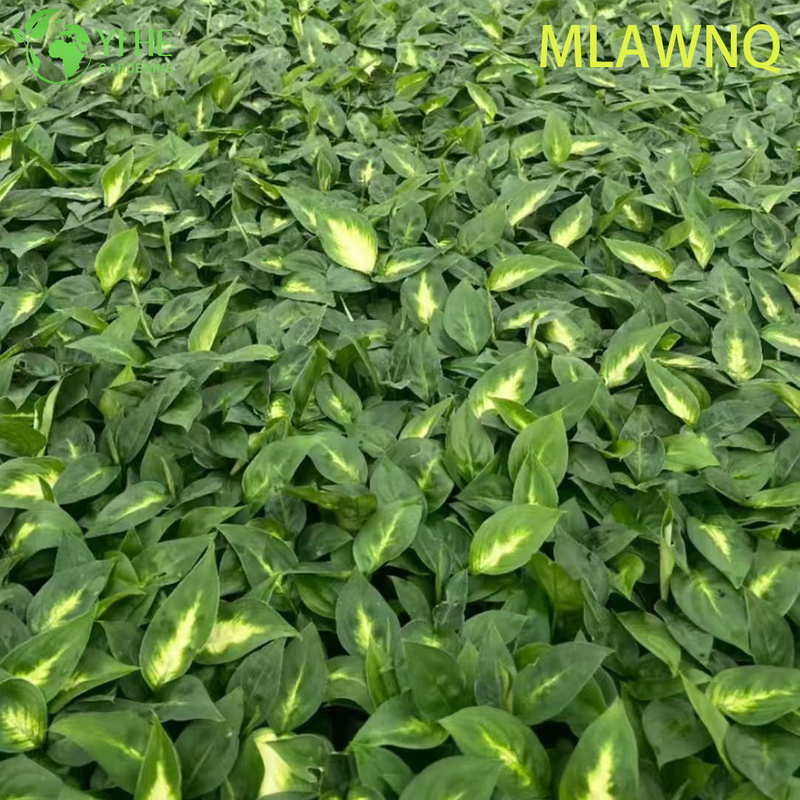 Wholesale Dieffenbachia Marianne Live Variegated Dumb Cane Plug Seedlings