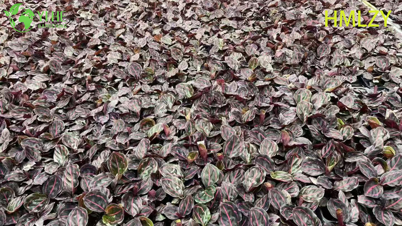 Wholesale Calathea Pinstripe Live Prayer Plant Starter Plug Seedlings