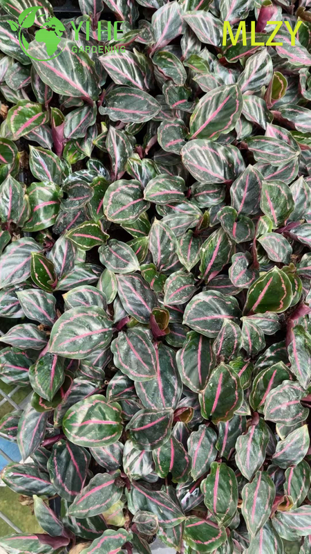 Wholesale Calathea Peacock Plant Live Prayer Plant Starter Plug Seedlings