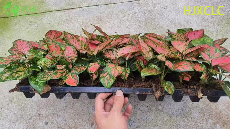 Wholesale Red Aglaonema Valentine Live Chinese Evergreen Starter Plug Seedlings