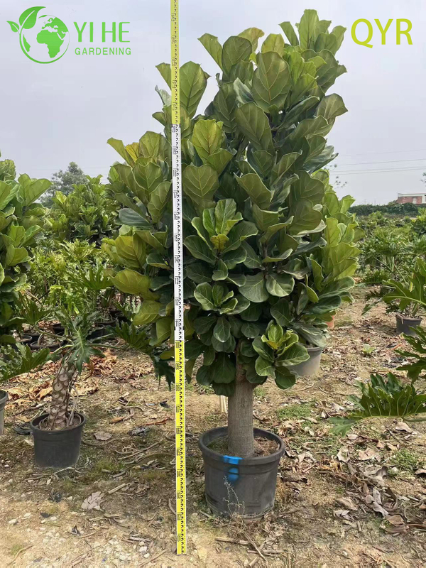 Live Ficus Lyrata Fiddle Leaf Tree Indoor Floor Plant Bonsai