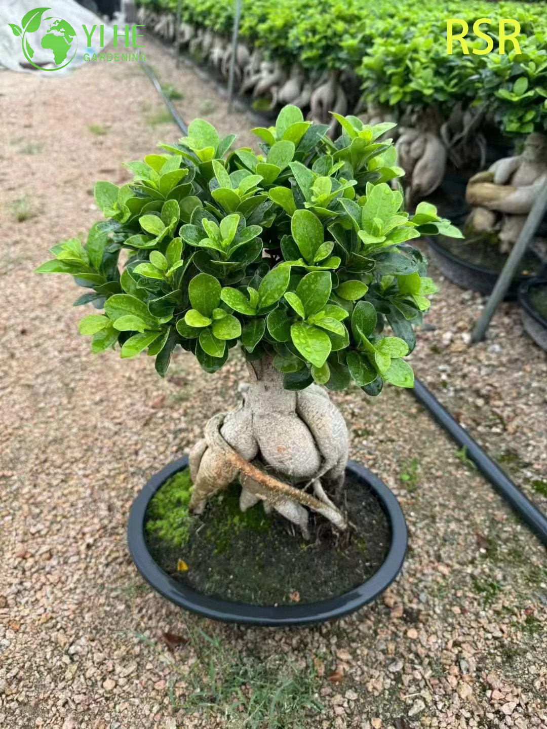 Live Ginseng Ficus Microcarpa An Indoor Bonsai Tree Plant
