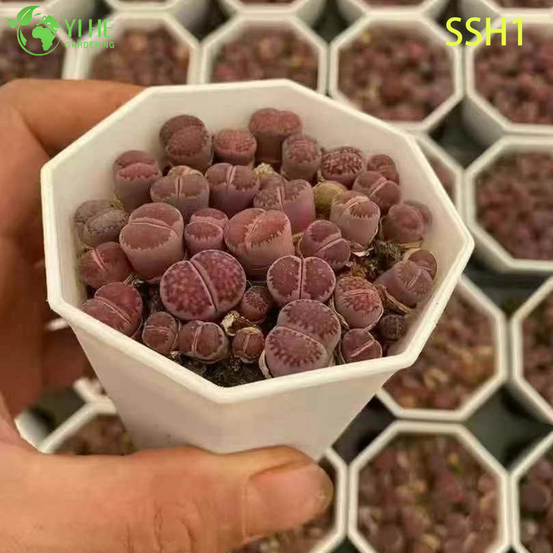 Wholesale Live Lithops Living Stones Plant Assorted Flowering Succulent Bonsai