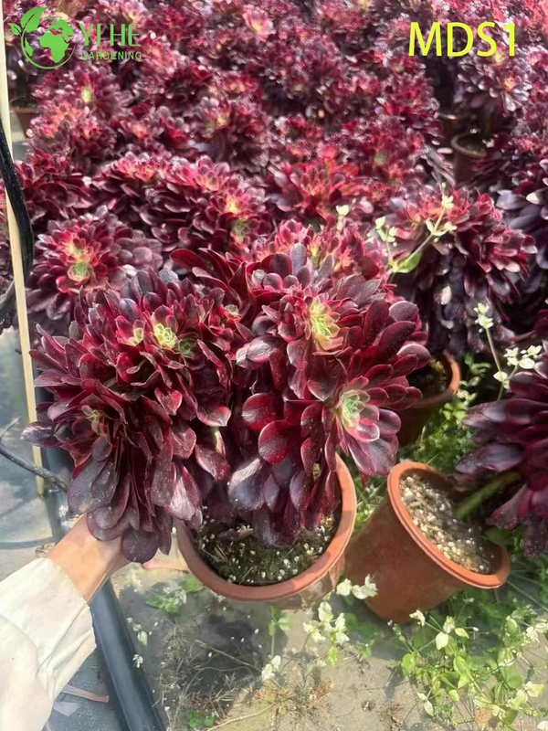 Wholesale Aeonium Medusa Live Plant Red And Black Rosette Succulent Bonsai