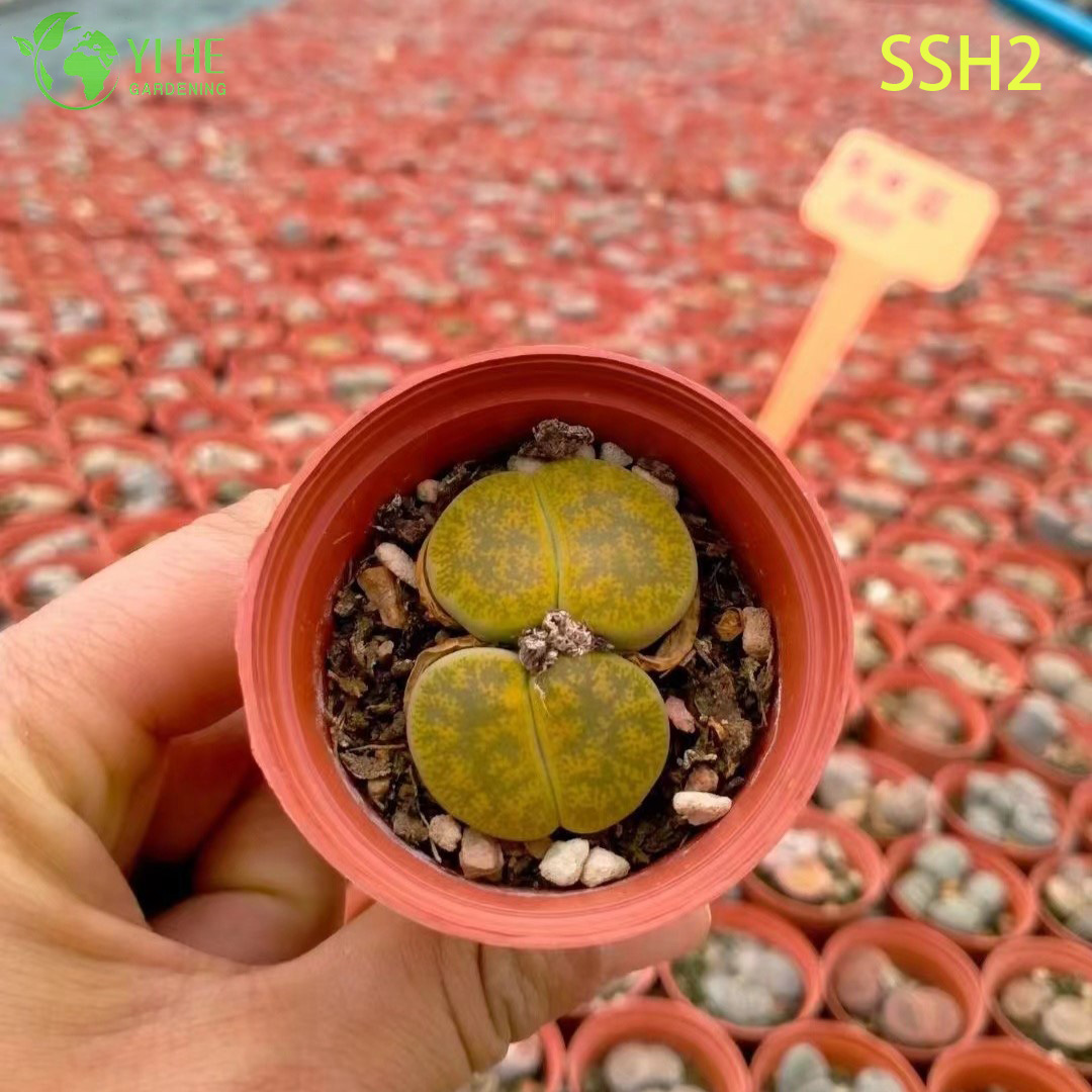 Wholesale White Flowering Lithops Living Stones Assorted Succulent Plant Bonsai