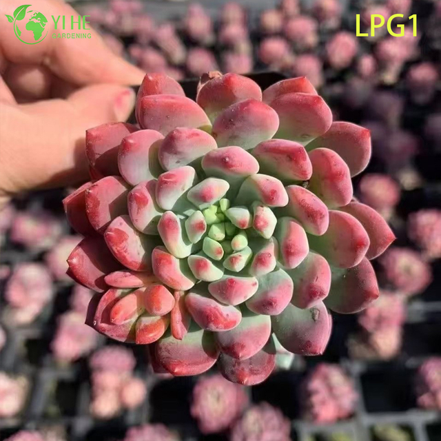 लाइव रंगीन रोसेट एचेवेरिया नीला सेब रसीला पौधा बोनसाई