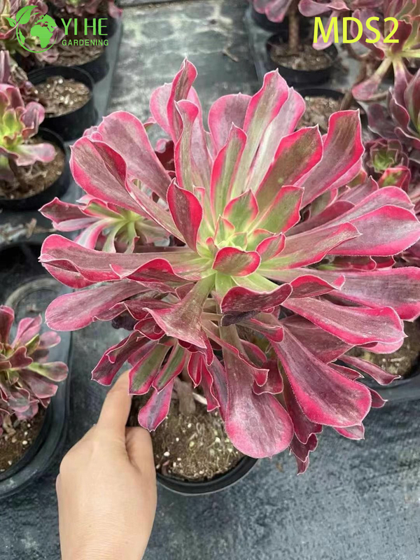 Wholesale Crested Aeonium Medusa Rare Cristate Succulent Live Plant Bonsai