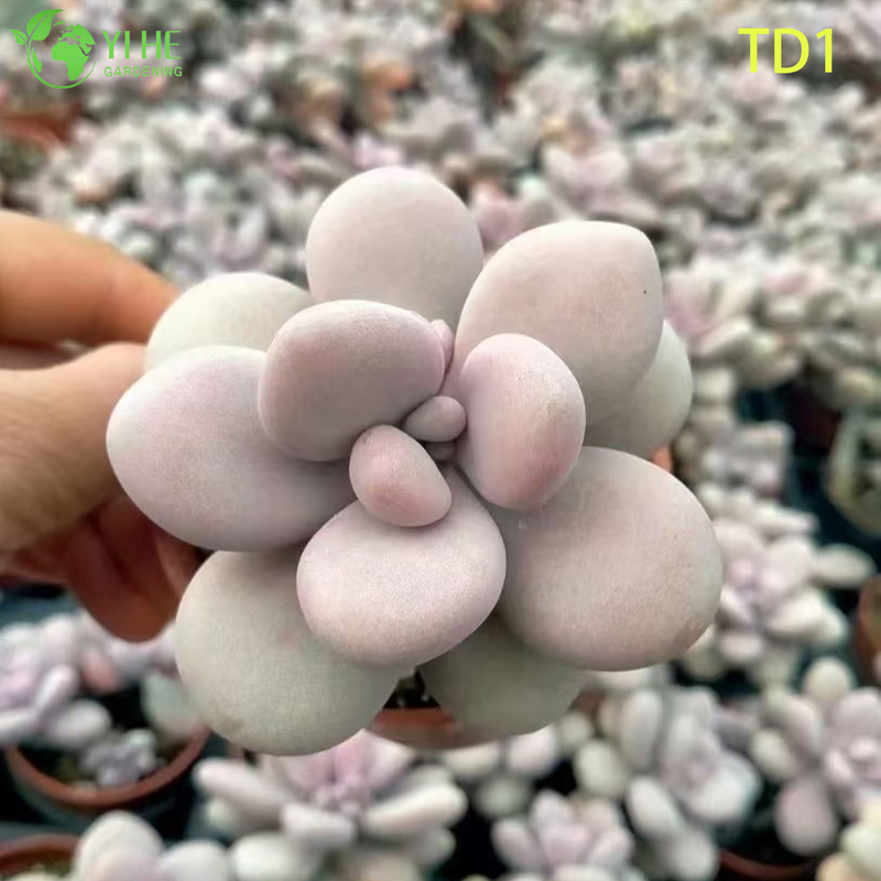 Wholesale Pink Moonstones Succulent Graptopetalum Amethystinum Live Plant Bonsai