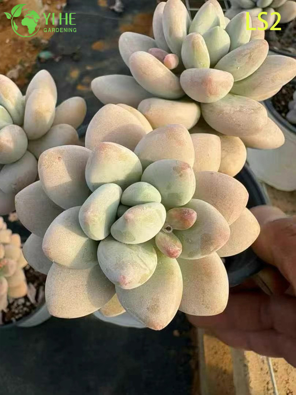 Live Apricot Glow Succulent Plant Wholesale Chubby Rosette Cluster Bonsai