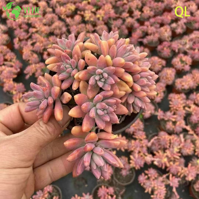Wholesale Pink Peach Sunset Succulent Graptosedum Francesco Baldi Live Plant Bonsai