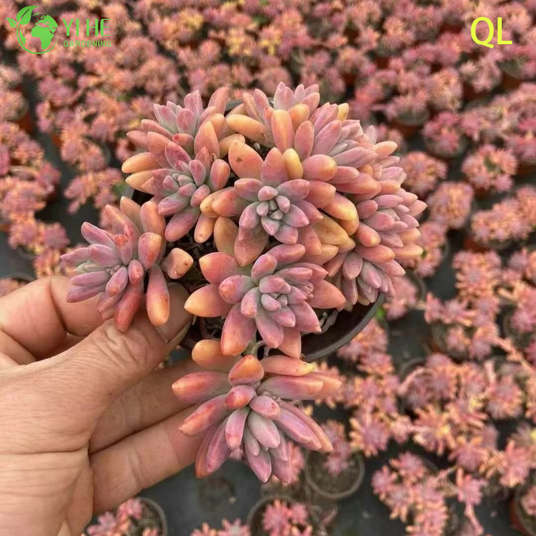 Wholesale Pink Peach Sunset Succulent Graptosedum Francesco Baldi Live Plant Bonsai