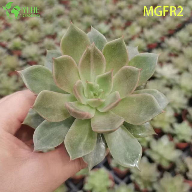Wholesale Echeveria Madame Rose Succulent Cluster Live Plant Bonsai