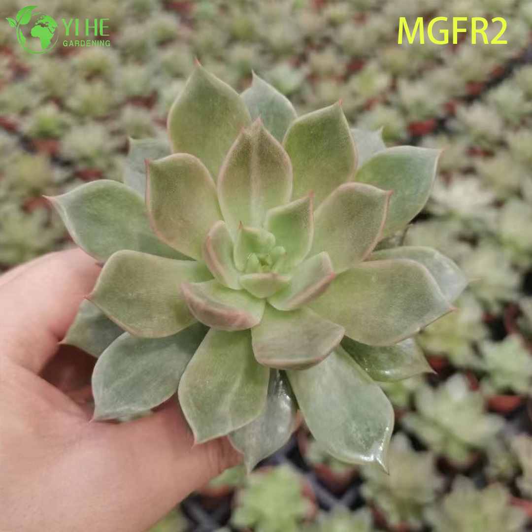 Wholesale Echeveria Madame Rose Succulent Cluster Live Plant Bonsai